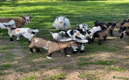 Goats livestock for sale: Reg Pygmy Nanny Goats  - Image 1