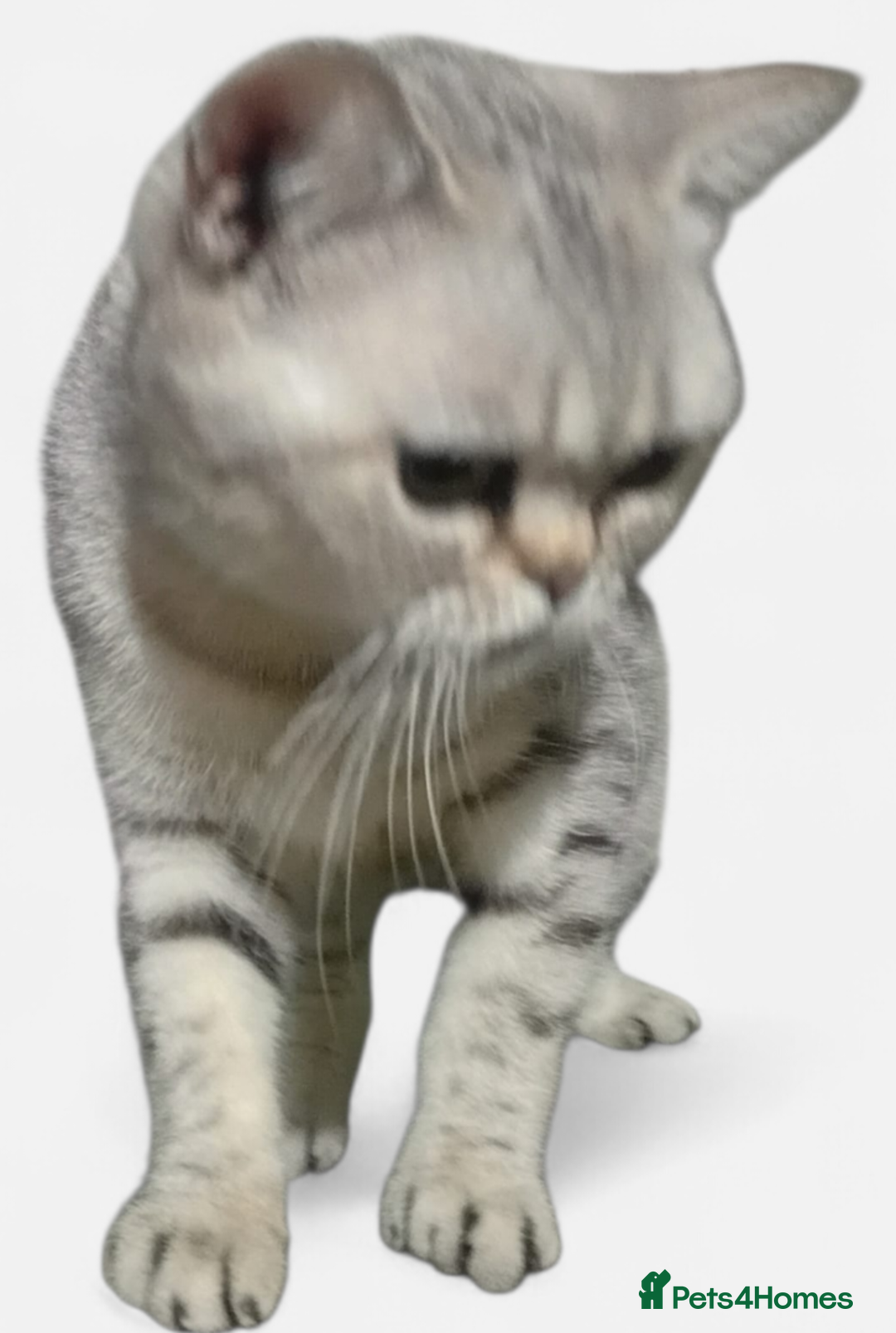 British Shorthair cats for sale: GCCF Active Blue - Silver spotted - Advert 4