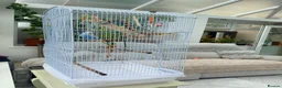 Budgerigars birds for sale:     3 Stunning Budgies with Cage & Accessories in Dewsbury - Advert 7