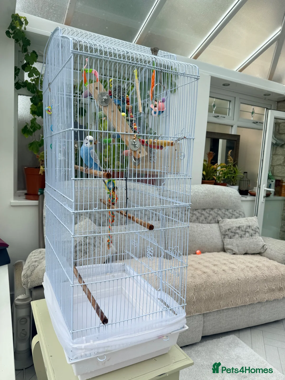 Budgerigars birds for sale:     3 Stunning Budgies with Cage & Accessories in Dewsbury - Advert 7