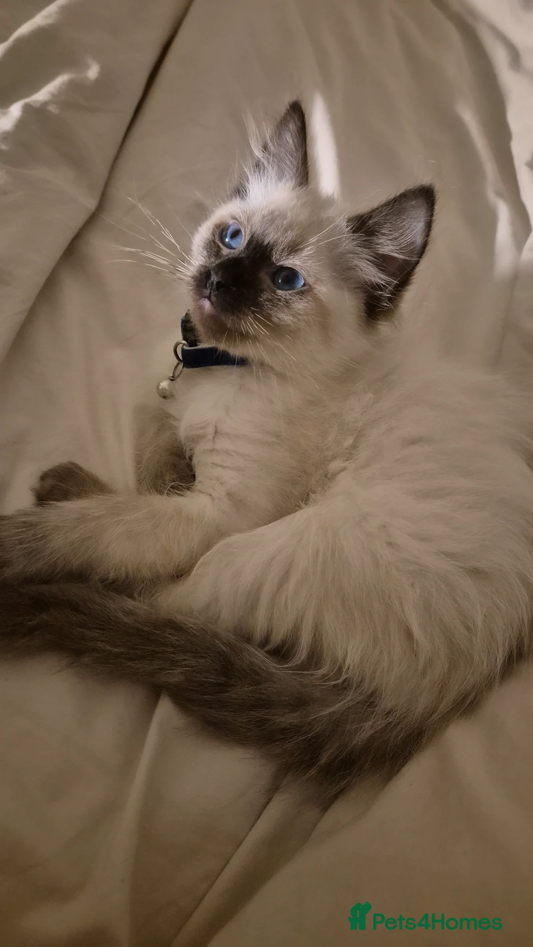 Ragdoll cats 1 Ragdoll Boy left / Parents health tested 💖 - Advert 18