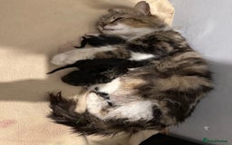 Mixed Breed cats for sale: Kittens for sale  - Image 18