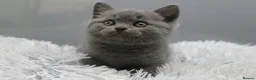 British Shorthair cats for sale: 💙 LAST BLUE BRITISH SHORTHAIR BOY AVAILABLE 💙 - Advert 9