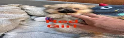 Pomeranian dogs for sale: ✨🐶 9  Beautiful Pomeranian Puppies  - Advert 14