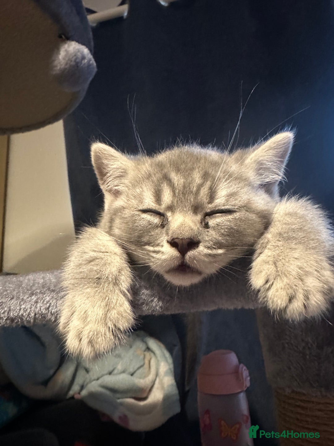 British Shorthair cats for sale: British Shorthair Male blue kitten.  - Image 10