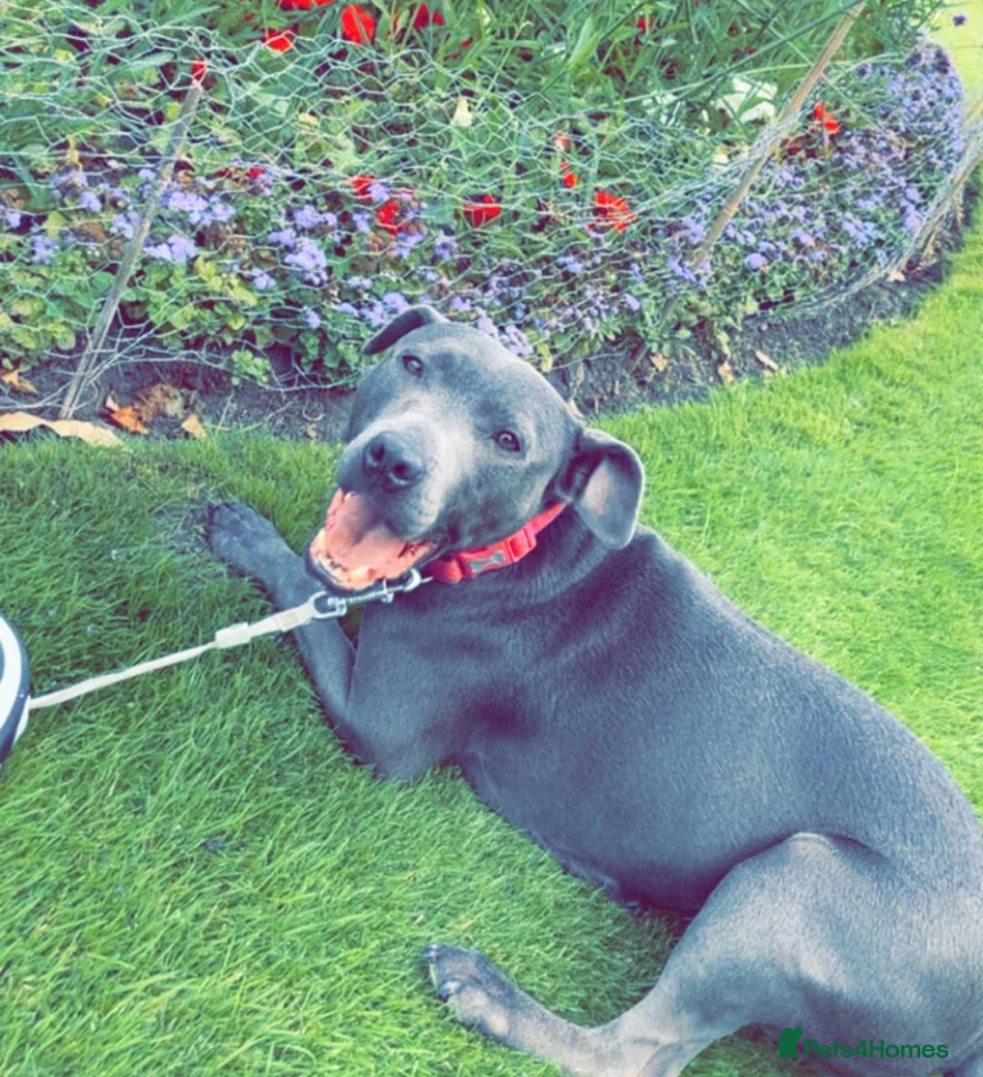 Staffordshire Bull Terrier dogs for sale: 7 Year Old Staffie in Stafford - Advert 2