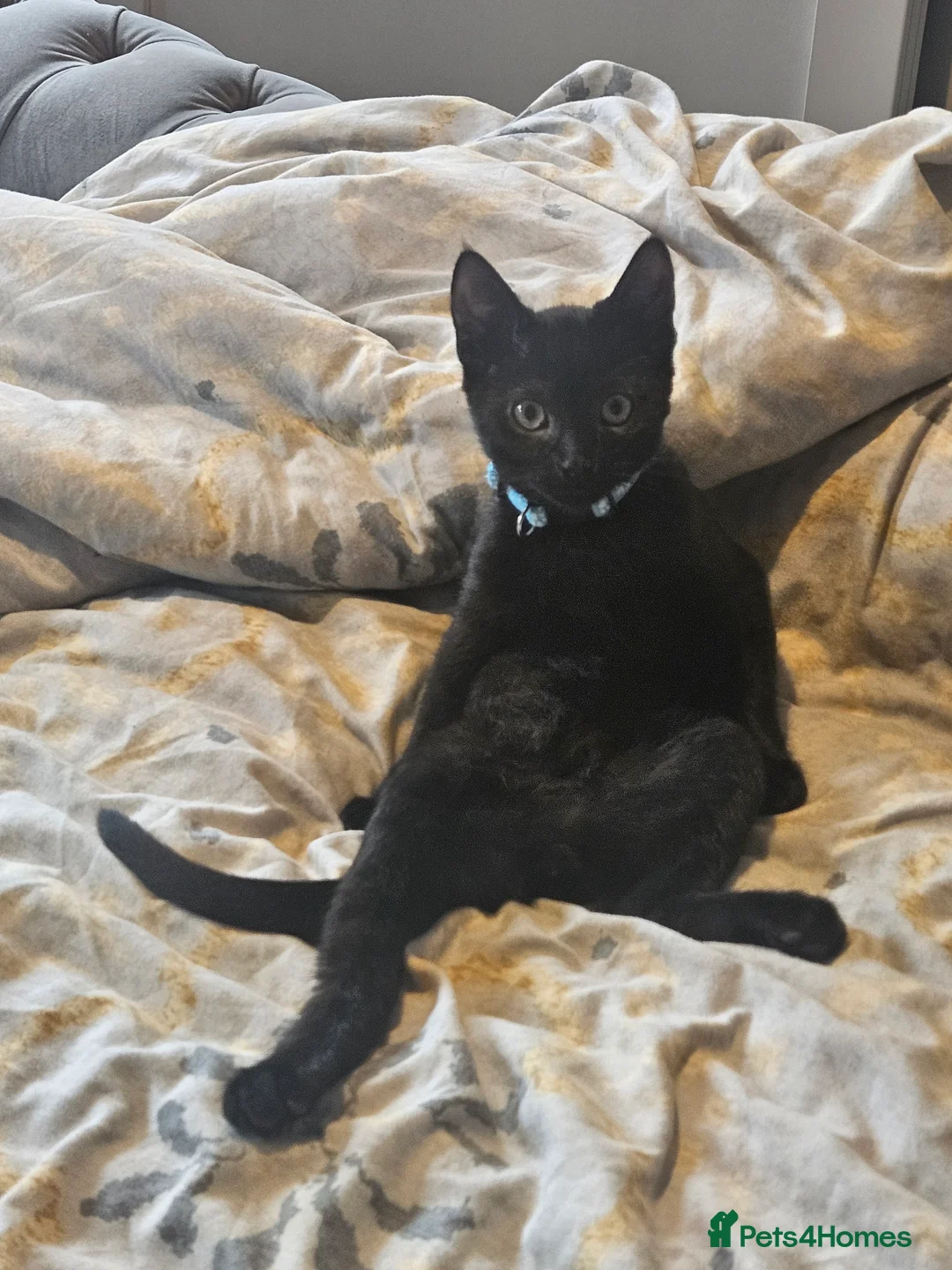 Mixed Breed cats for sale: Almost 1 year old male looking for a loving home  in Whitehaven - Advert 1