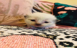 Ragdoll cats for sale: Ragdoll kittens  - Image 5