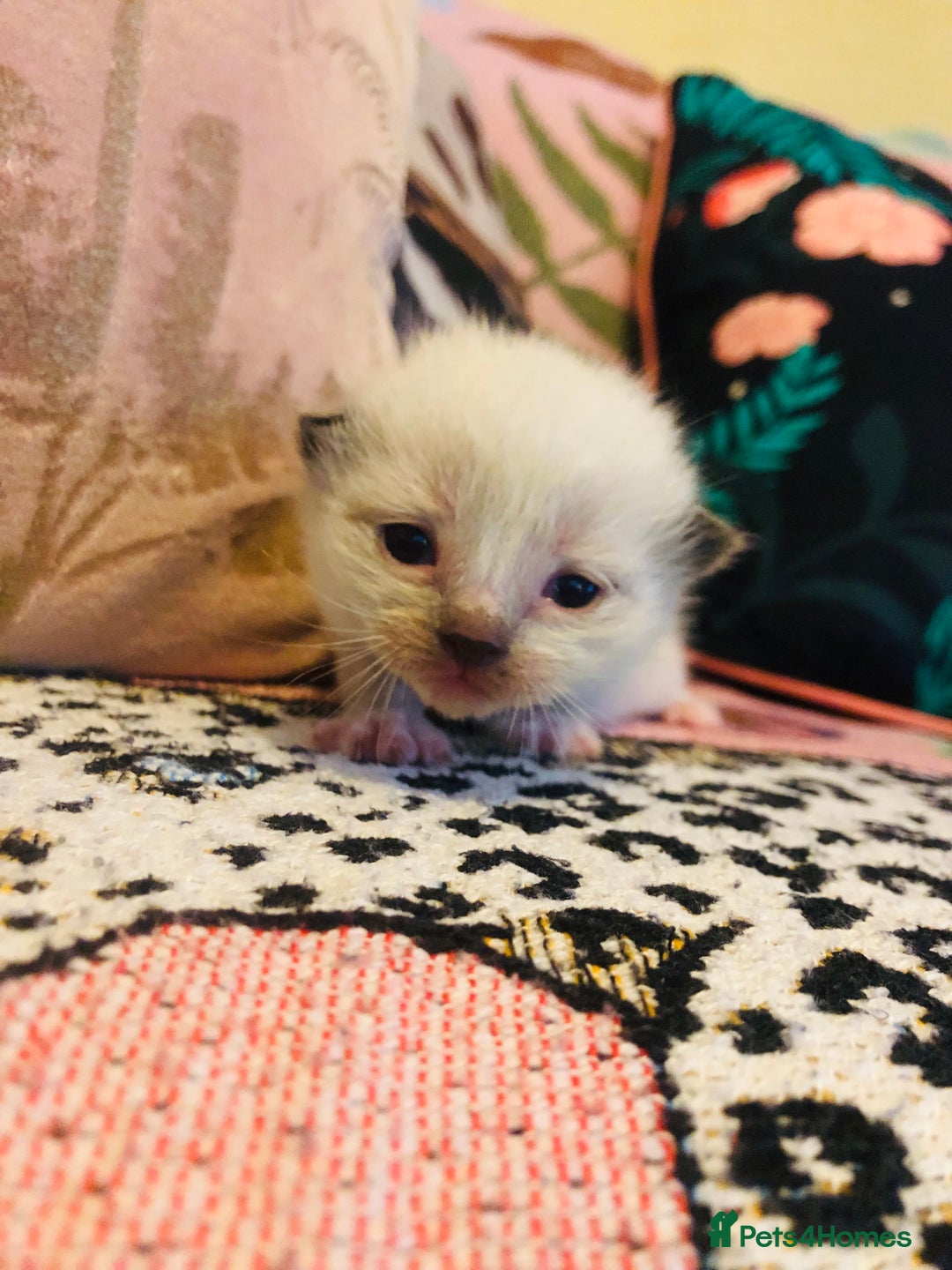 Ragdoll cats for sale: Ragdoll kittens  - Image 5
