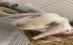 French Lop rabbits for sale: Name is Honey.  - Image 2