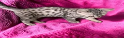 Bengal cats for sale: Smoke Boy Available for his forever home  - Advert 10