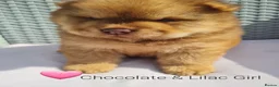 Chow Chow dogs for sale: Quality chow chow puppies.  - Advert 17