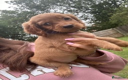Cocker Spaniel dogs for sale: KC registered Red Cocker Spaniel Pups  - Image 18