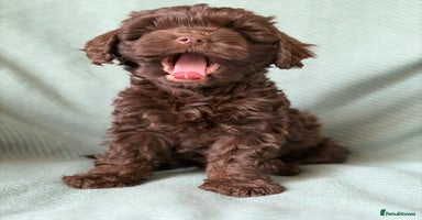 Cockapoo dogs - Advert 5