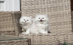 British Shorthair cats for sale: GCCF reg, BSH & BLH kittens in Coventry - Image 4