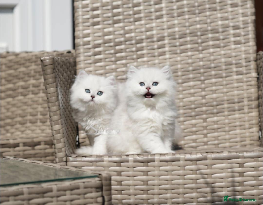 British Shorthair cats for sale: GCCF reg, BSH & BLH kittens in Coventry - Image 4