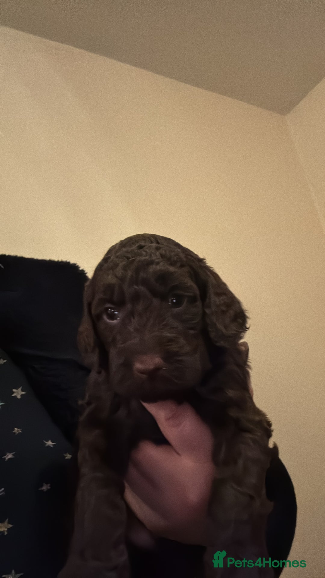 Cockapoo dogs for sale: Cockapoo Puppies F2 - Image 6