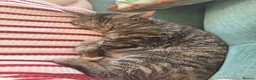 Domestic Shorthair cats for sale: 2 Gorgeous Girls for Re-homing - Advert 13