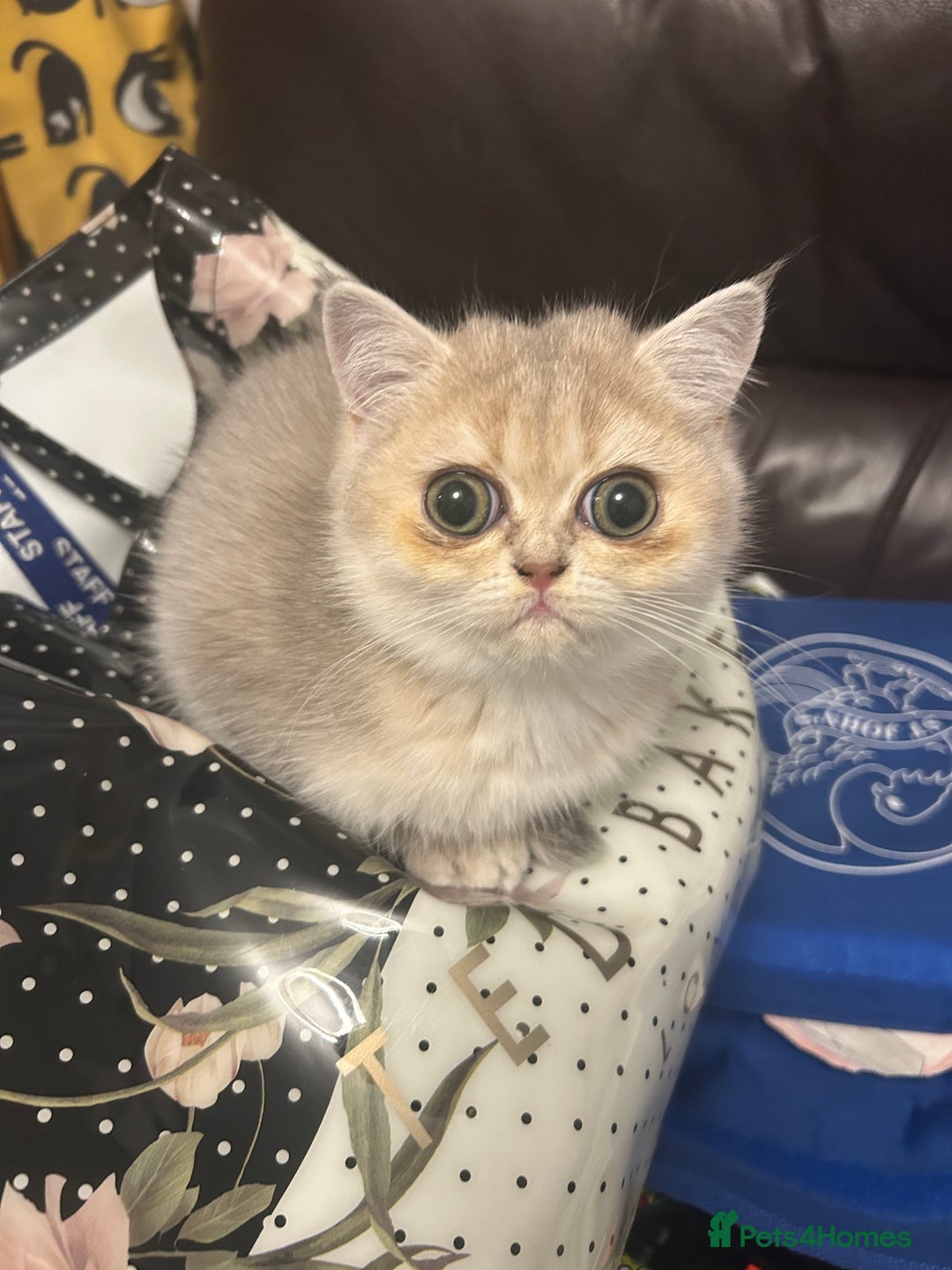 British Shorthair cats for sale: BLUE GOLDEN British shorthair female  - Advert 5