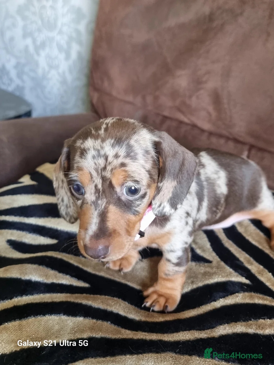 Miniature Dachshund dogs for sale: Miniature dachshund  - Advert 24