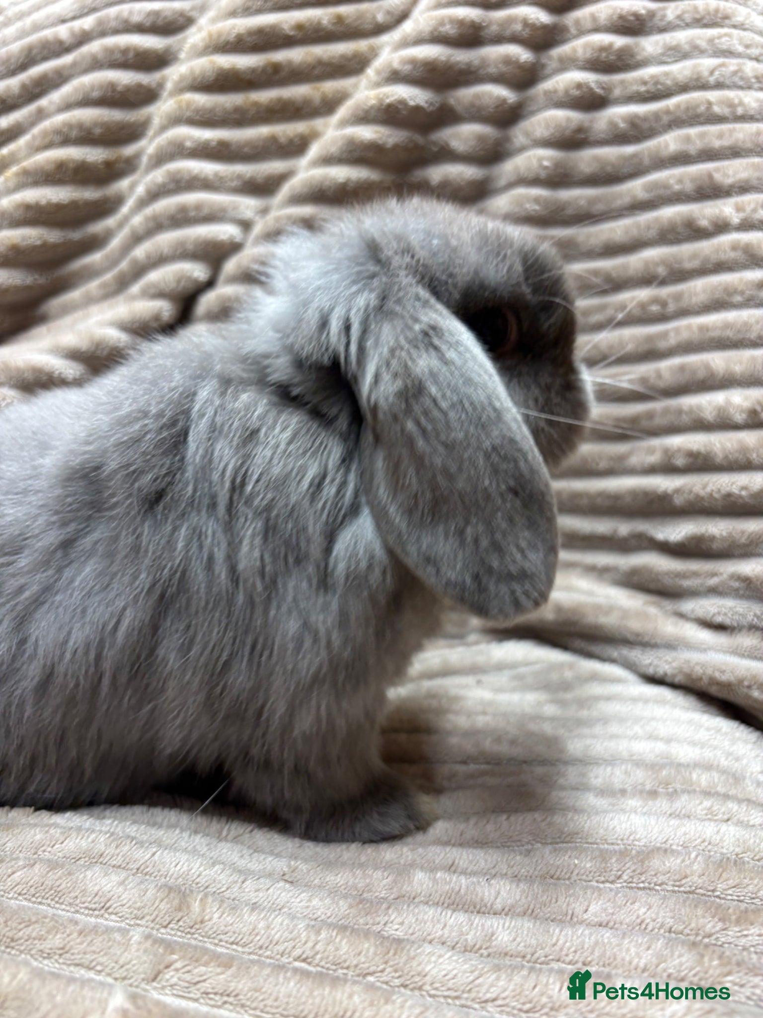 Dwarf Lop rabbits Pure bred dwarf lops *VACCINATED*  - Advert 2