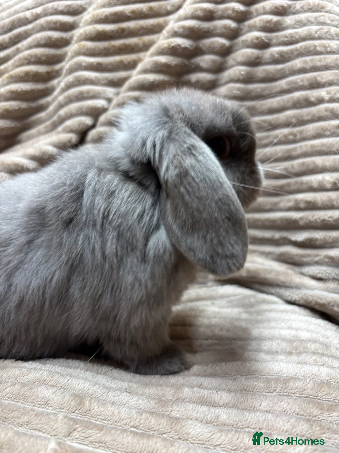 Dwarf Lop rabbits for sale: Pure bred dwarf lops *VACCINATED*  - Advert 1