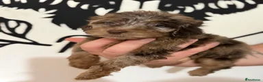 Duke