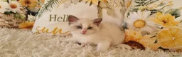 Ragdoll cats for sale: 💕BEAUTIFUL TICA REGISTERED RAGDOLLS KITTENS 💕 - Advert 6