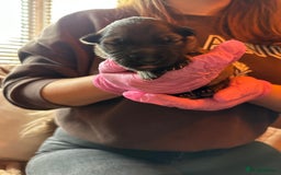 German Shepherd dogs for sale: Pedigree German Shepherd Puppies - Image 4