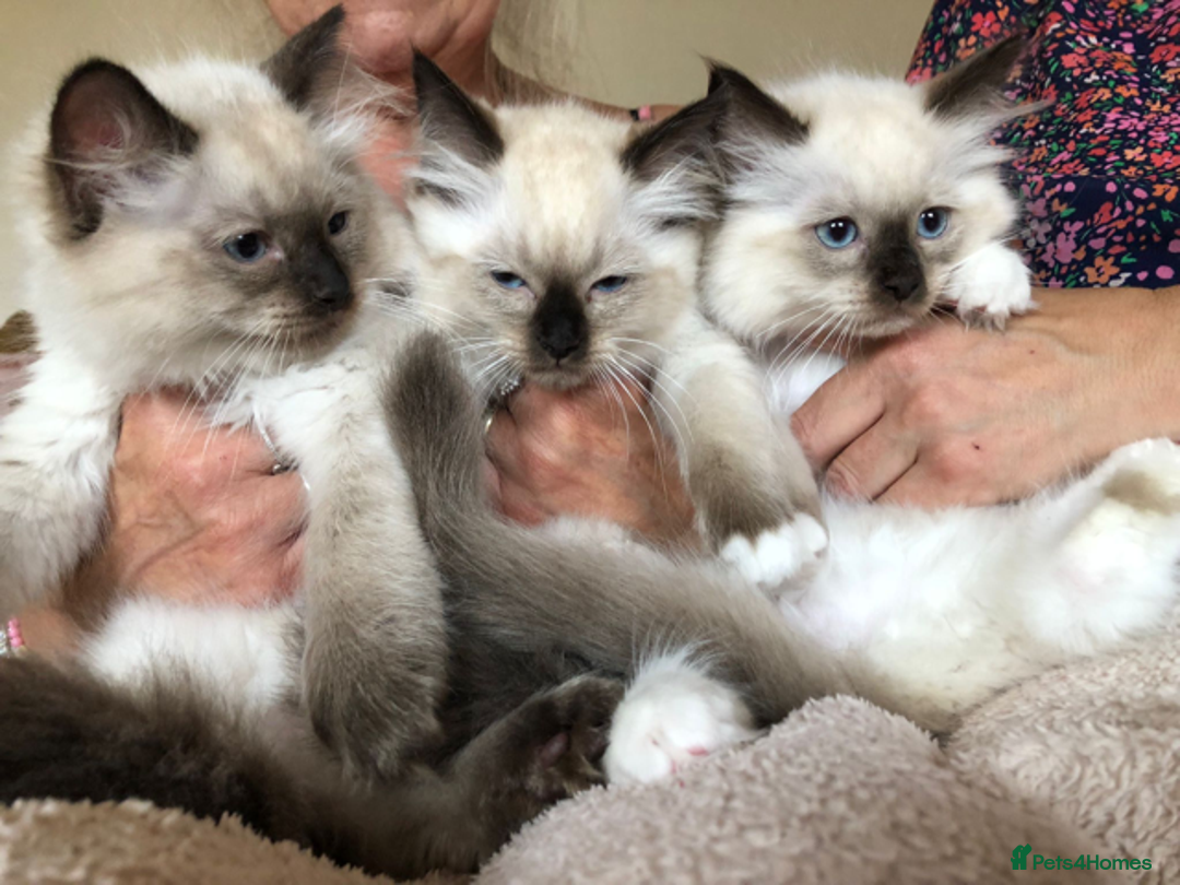 Ragdoll cats for sale: 3 Pedigree Ragdoll Kittens For Sale - Image 1