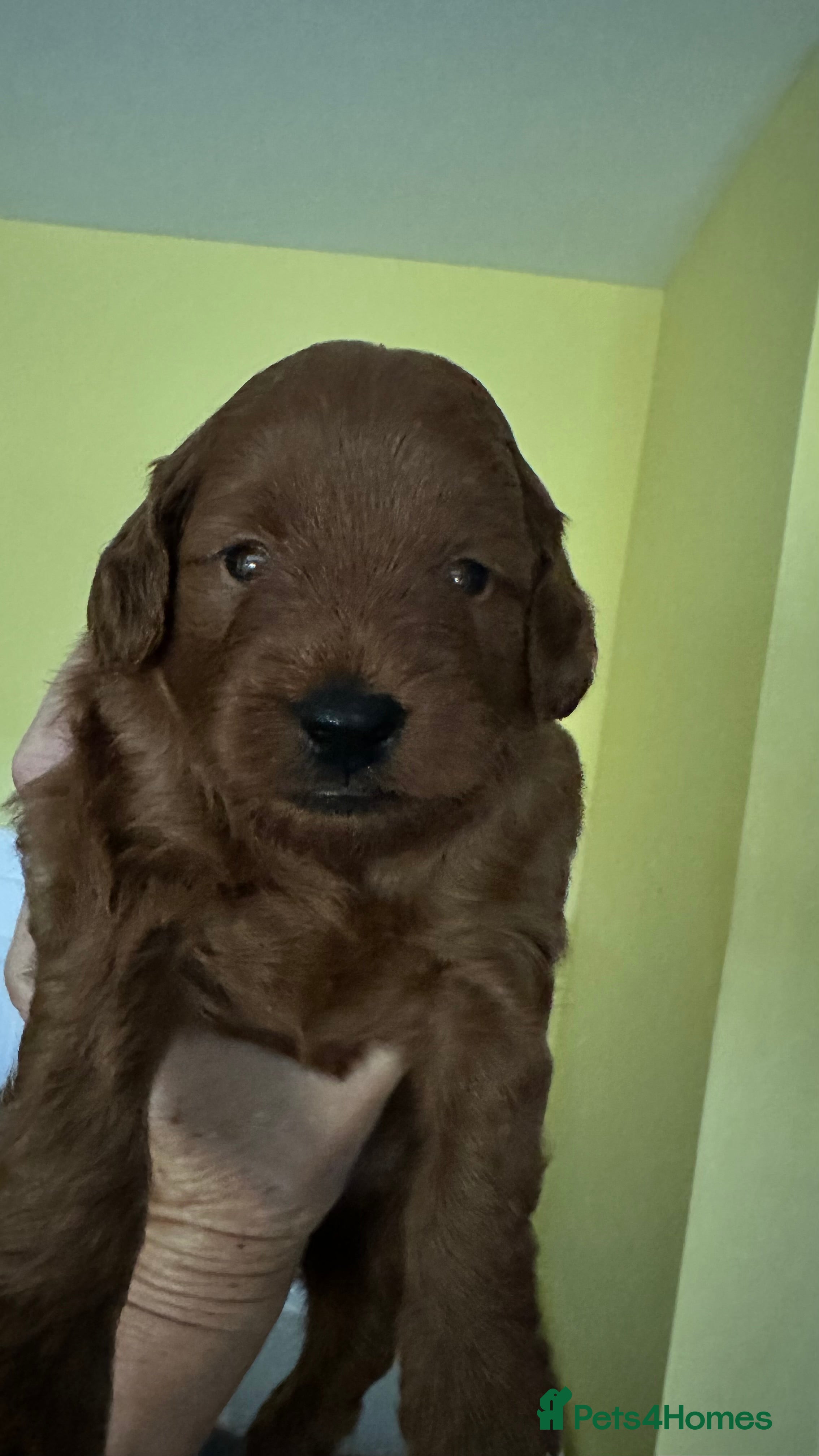 Mixed Breed dogs Miniature labradoodle/cockapoo - Advert 2