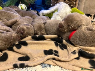 Labrador Retriever dogs Silver Labrador retriver - Advert 2