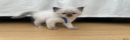 Ragdoll cats for sale: Ragdoll kittens *one female left* - Advert 25