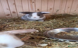 Mini Lop rabbits for sale: Mini lop bunny’s  - Image 6
