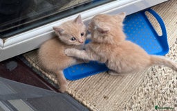 Bengal cats for sale: Bengal Mixed Litter - 2 Ginger & 1 Blue/Grey - Image 21