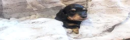 Miniature Dachshund dogs for sale: Long haired miniature dachshund puppies KC REG - Advert 4