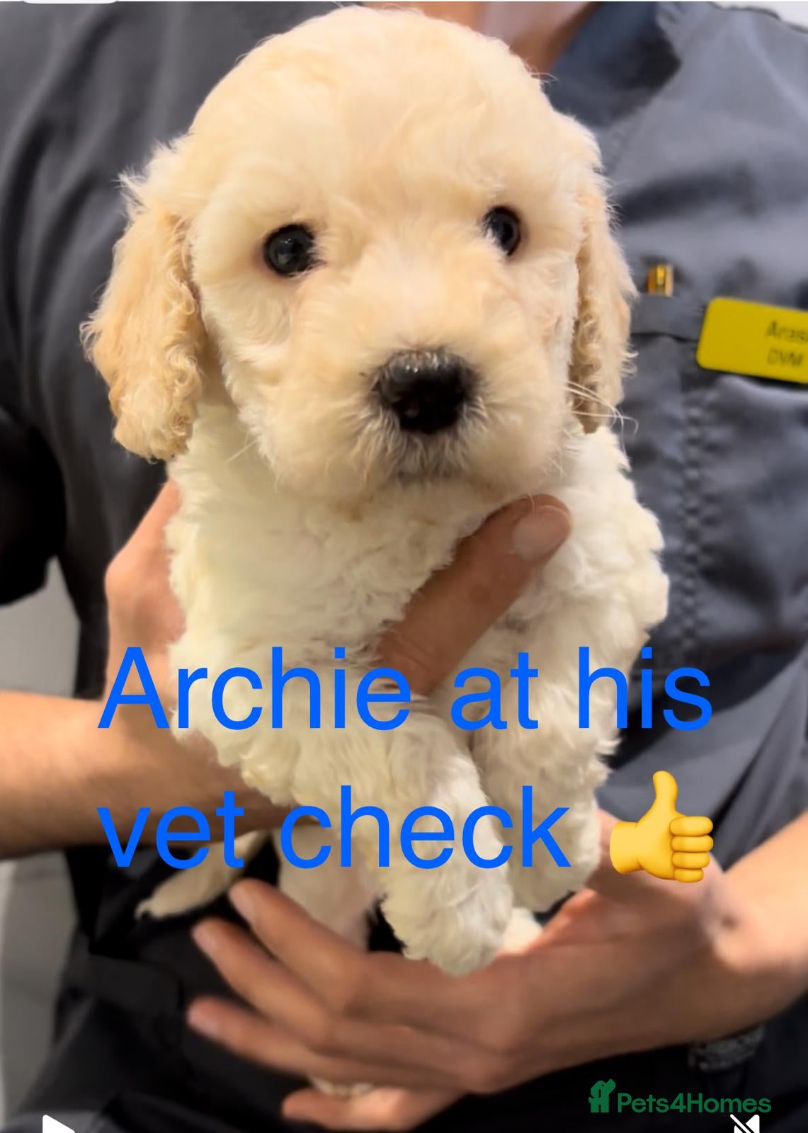 Cockapoo dogs 💛*COCKERPOO’S READY NOW in Cheshire*💛🏡 - Advert 13