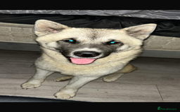 Akita dogs for sale: Japanese x American Akita - Image 4