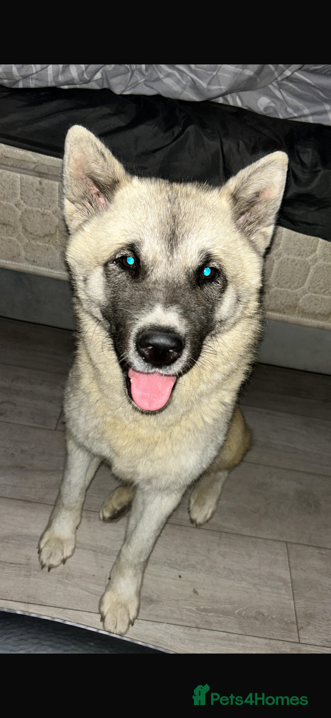 Akita dogs for sale: Japanese x American Akita - Image 4