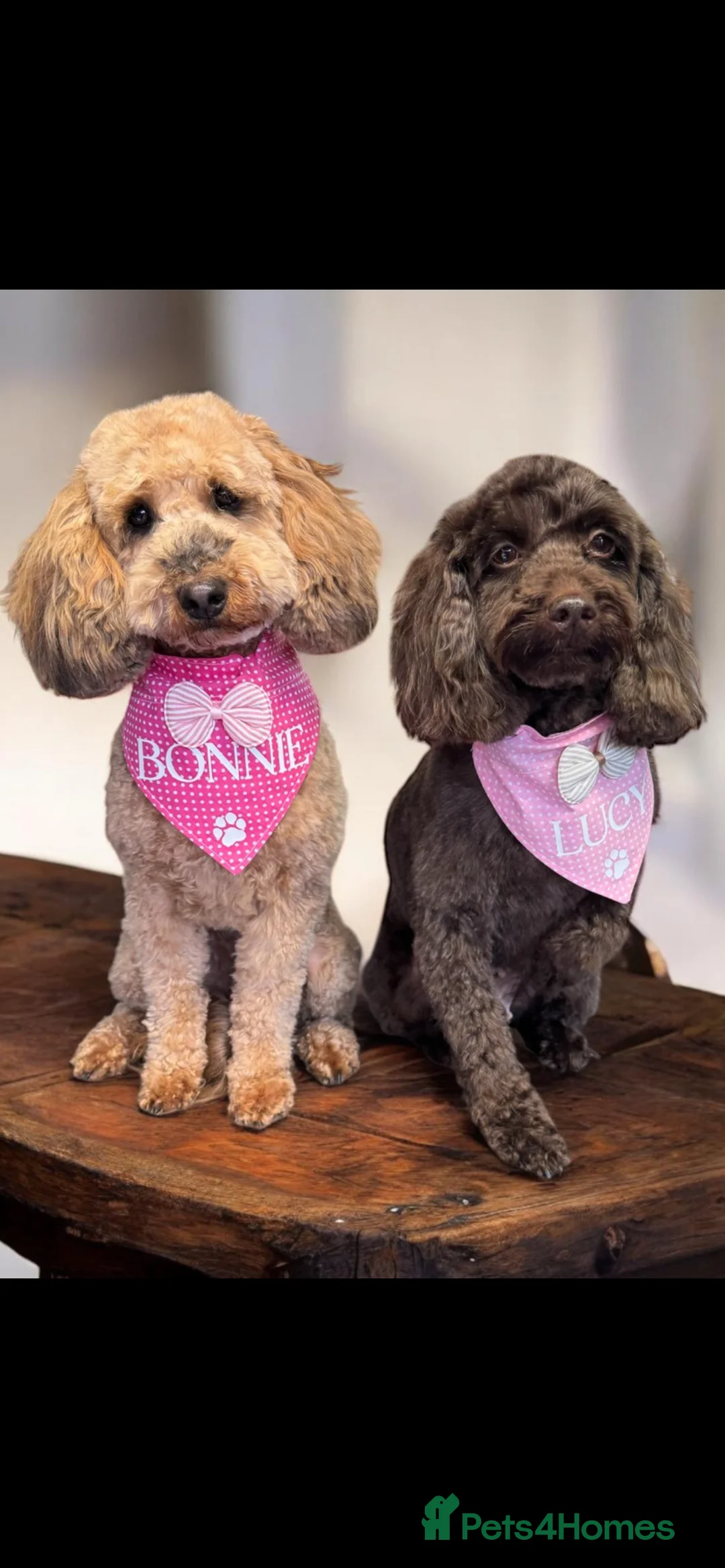 Cockapoo dogs for sale: 2 cockapoos to go together  - Advert 1