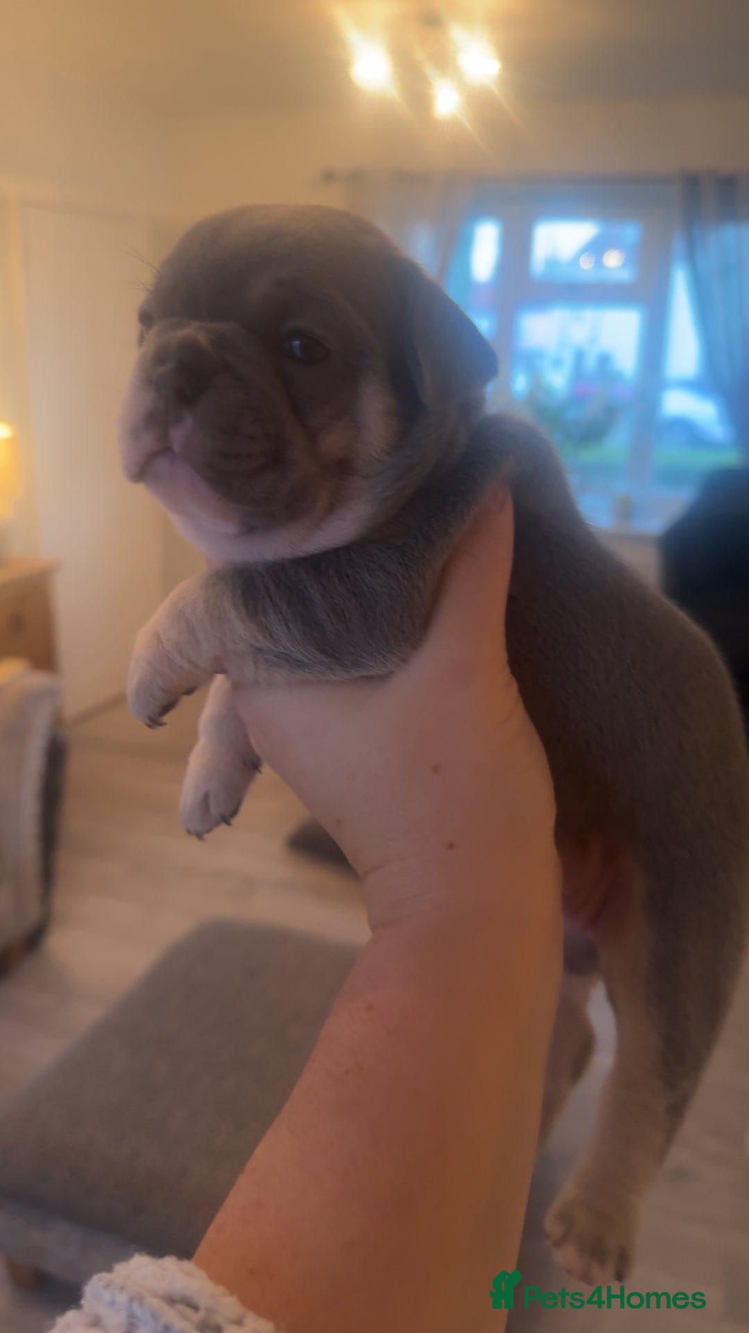 French Bulldog dogs for sale: 🐾✨ Adorable Frenchies ready now ✨ 🐾 DWKC  - Advert 12