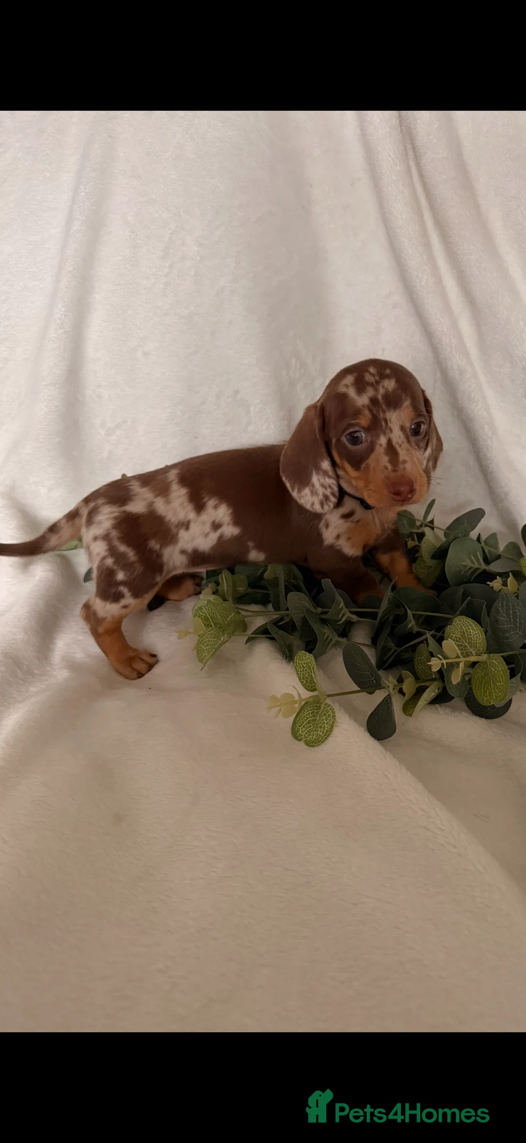 Dachshund dogs for sale: Beautiful miniature dachshunds dapple & Isabella  - Advert 12