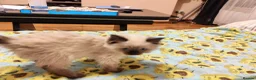 Ragdoll cats for sale: Pure Ragdoll Kittens - Advert 7