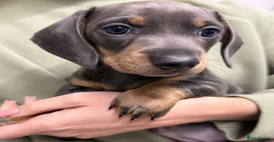 Miniature Dachshund dogs - Advert 3