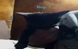 Mixed Breed cats for sale: 🩵kittens 🩵 - Image 9