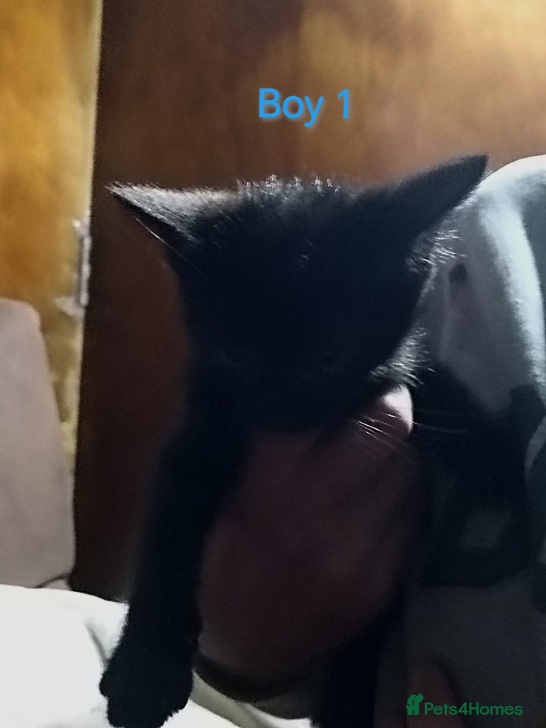 Mixed Breed cats for sale: 🩵kittens 🩵 - Image 9