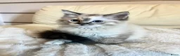 Ragdoll cats for sale: 3 stunning ragdoll girls available  - Advert 1