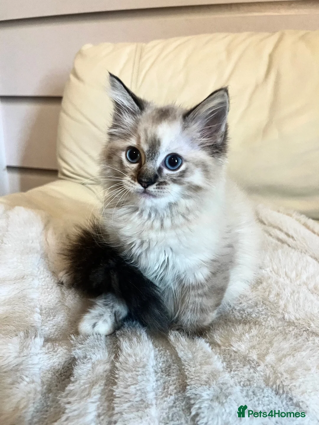 Ragdoll cats for sale: 3 stunning ragdoll girls available  - Advert 1