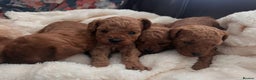 Cavapoo dogs for sale: Health tested cavapoo puppies - Advert 2