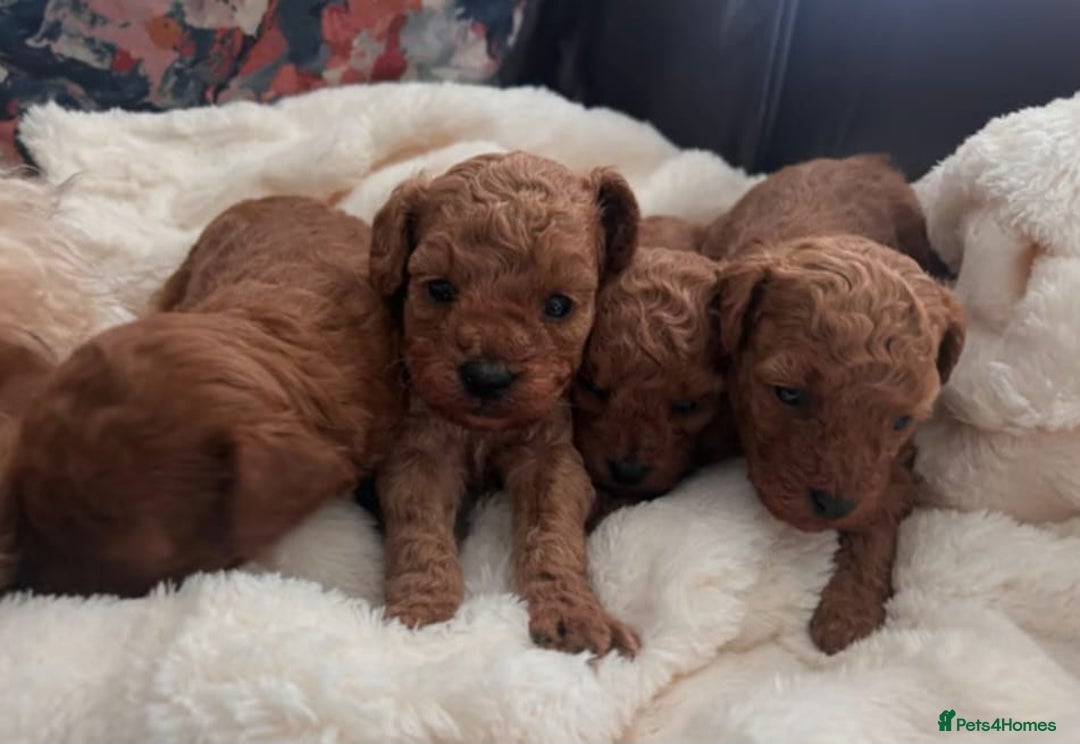 Cavapoo dogs for sale: Health tested cavapoo puppies - Advert 2